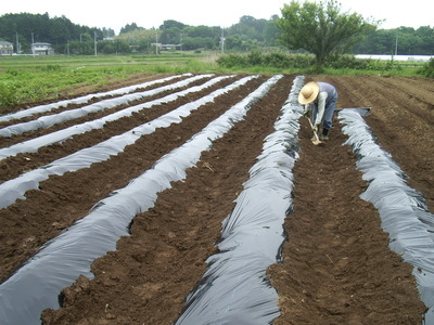サツマイモの畝にマルチを張る作業